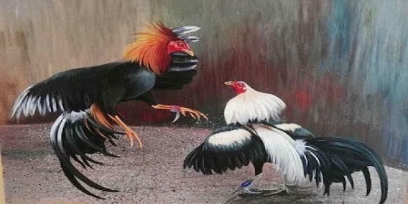 Vì sao đá gà trực tiếp hôm nay Thomo được yêu thích?