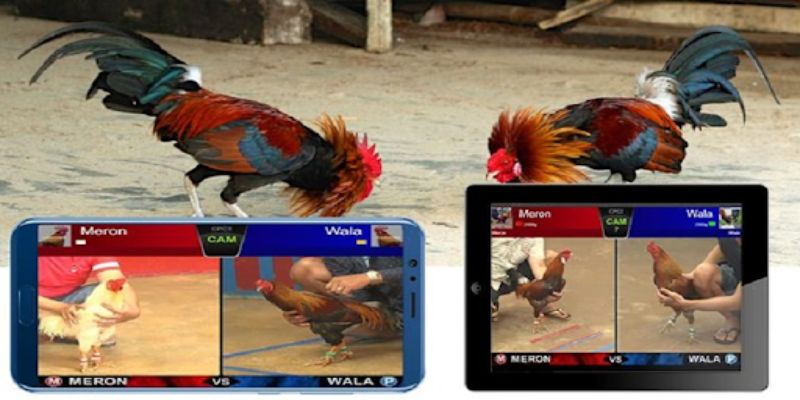 Cách Cá Cược Đá Gà Trực Tiếp Ngày Hôm Nay Chi Tiết 5 04/06/2026 Tìm hiểu về đá gà trực tiếp ngày hôm nay