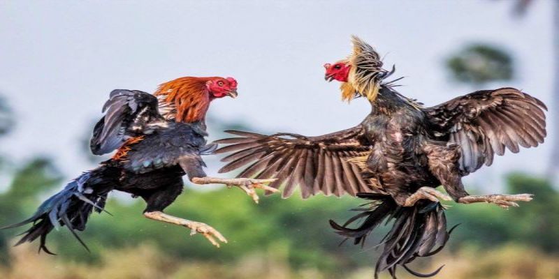 Hướng Dẫn Đá Gà Trực Tiếp Trên Mạng Để Luôn Chiến Thắng 6 04/06/2026 Tham gia đá gà trực tiếp trên mạng