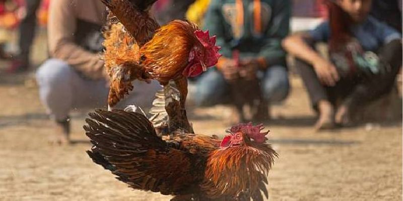 Đá gà cựa dao hấp dẫn được nhiều người yêu thích