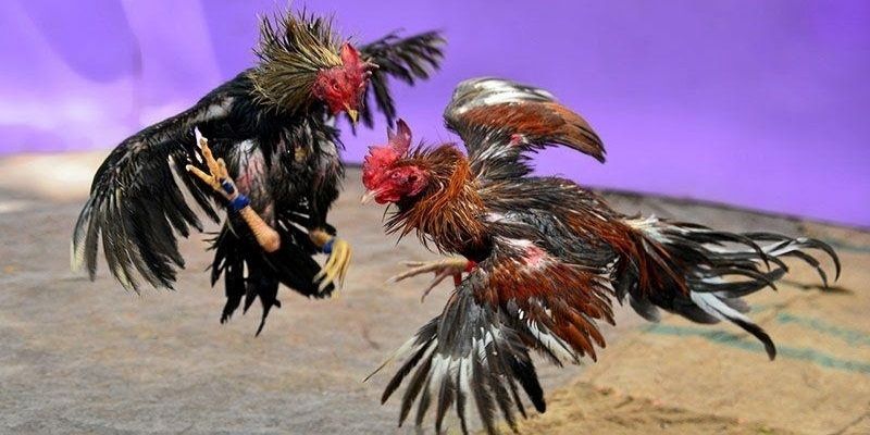 Các trận đá gà cựa dao nhanh chóng