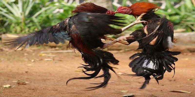 Hình ảnh gà đá cựa sắt