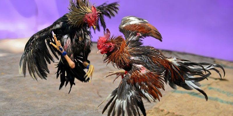 Kinh nghiệm đá gà hàng xáo