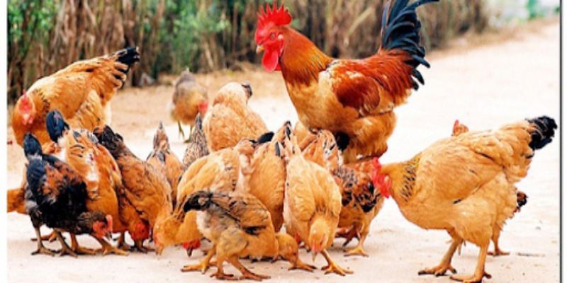Nhược điểm của nuôi gà thả vườn