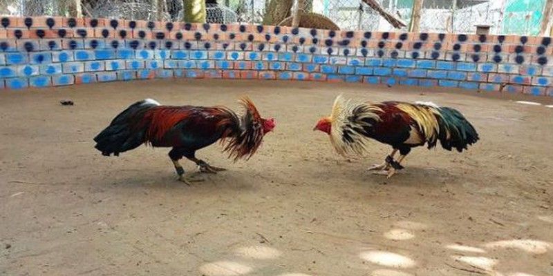 Cùng Daga88 Lật Tẩy Những Mánh Khóe Đá Gà Mạng Tinh Vi 6 04/06/2026 Mánh khóe gà đá mạng