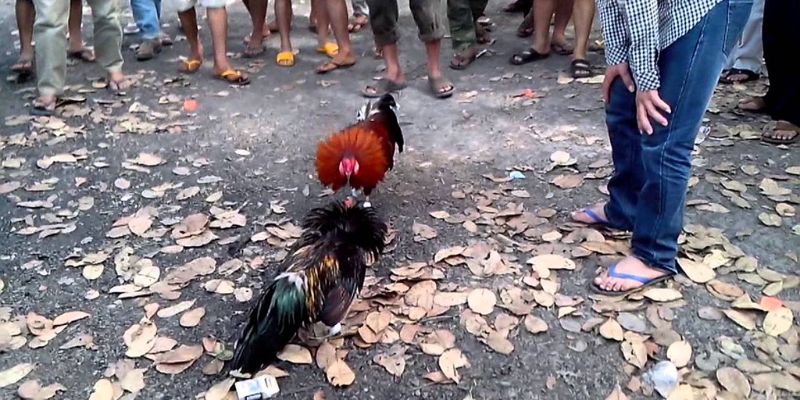 Cùng Daga88 Lật Tẩy Những Mánh Khóe Đá Gà Mạng Tinh Vi 7 04/06/2026 Lưu ý khi gặp những mánh khóe gà mạng