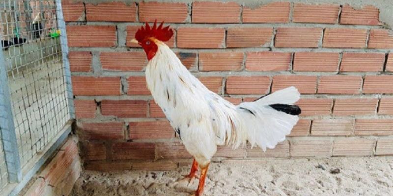 Kinh Nghiệm Xem Màu Mạng Gà Đá Cựa Sắt Chuẩn Giúp Gia Tăng Tỷ Lệ Thắng 7 04/06/2026 Cách xem màu mạng gà đá cựa sắt chuẩn theo ngày