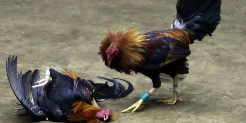 Tìm hiểu kỹ giống gà chiến - mẹo đá gà cựa dao