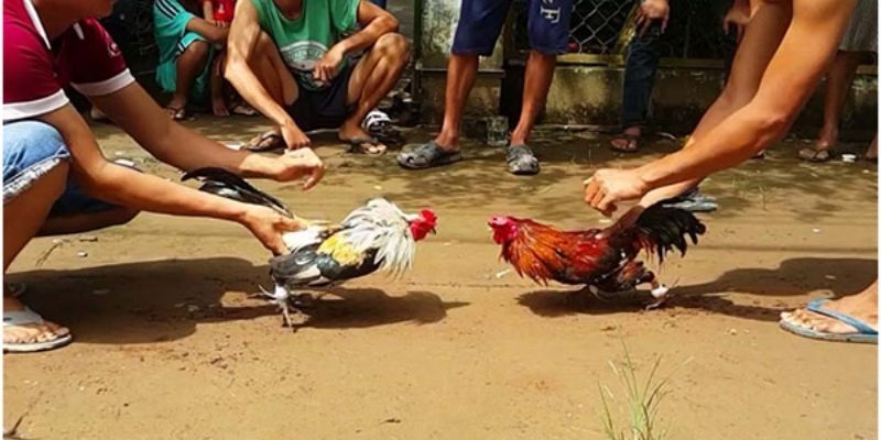 Mách Bạn Mẹo Đá Gà Online Càng Chơi Càng Thắng 6 04/06/2026 Ưu điểm của đá gà online