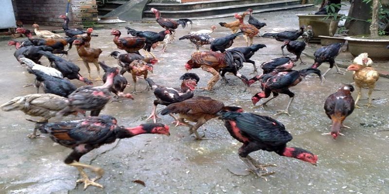 Xây Dựng Mô Hình Nuôi Gà Chọi Làm Giàu Cần Lưu Ý Gì? 5 04/06/2026 Mô hình nuôi gà chọi làm giàu được nhiều người lựa chọn