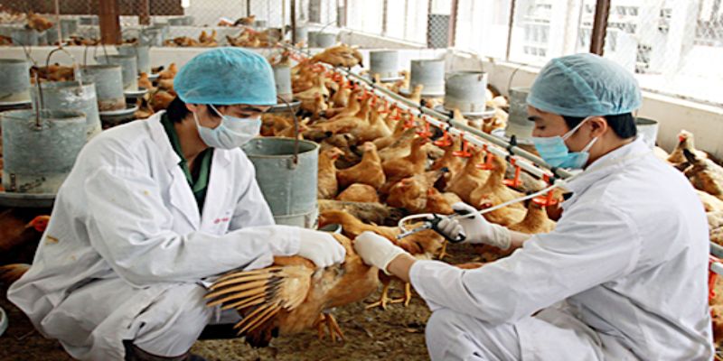 Xây Dựng Mô Hình Nuôi Gà Chọi Làm Giàu Cần Lưu Ý Gì? 7 04/06/2026 Phòng ngừa bệnh tật khi nuôi gà chọi