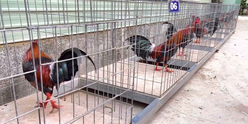 Mô Hình Nuôi Gà Tre Đá Chuẩn, Mang Lại Hiệu Quả Cao 5 04/06/2026 Mô hình nuôi gà tre đá chuẩn mang đến lợi ích gì?