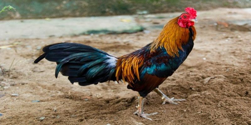 Mô Hình Nuôi Gà Tre Đá Chuẩn, Mang Lại Hiệu Quả Cao 6 04/06/2026 Quy trình chọn giống gà rất quan trọng