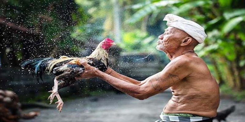 Mô Hình Nuôi Gà Tre Đá Chuẩn, Mang Lại Hiệu Quả Cao 7 04/06/2026 Kỹ thuật chăm sóc gà tre đá