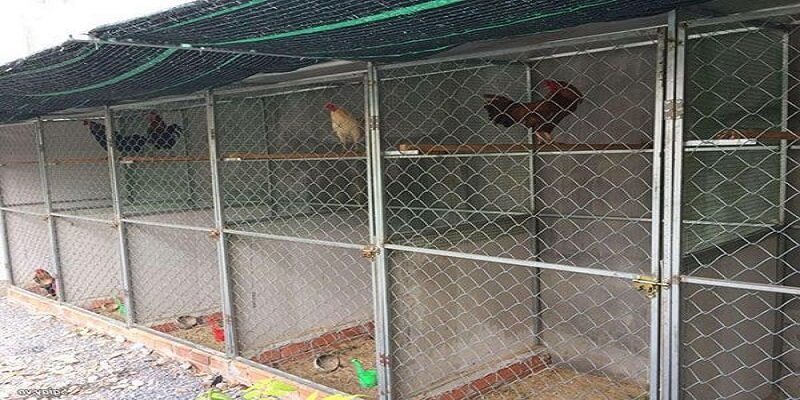 3+ Phương Pháp Nuôi Gà Cựa Sắt Mau Tới Pin - Lực Đá Cực Khủng 6 04/06/2026 Chú ý đến chuồng trại nơi ở của gà