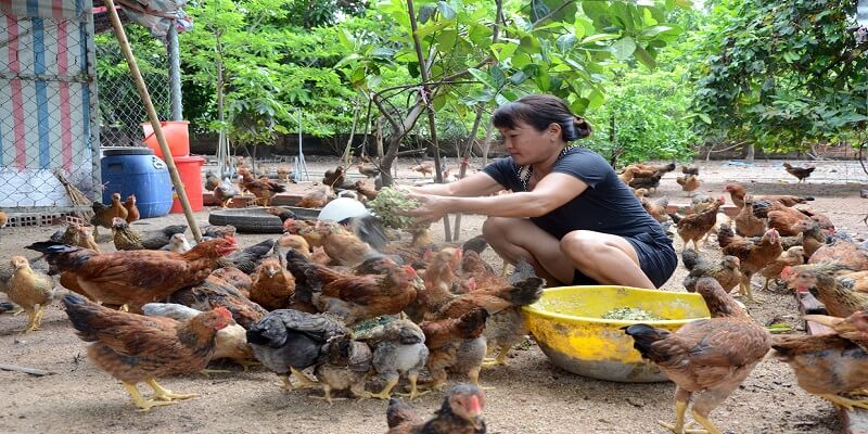 Những Cách Tiết Kiệm Chi Phí Nuôi Gà Thả Vườn Tốt Nhất Hiện Nay 4 04/06/2026 chi phí nuôi gà thả vườn