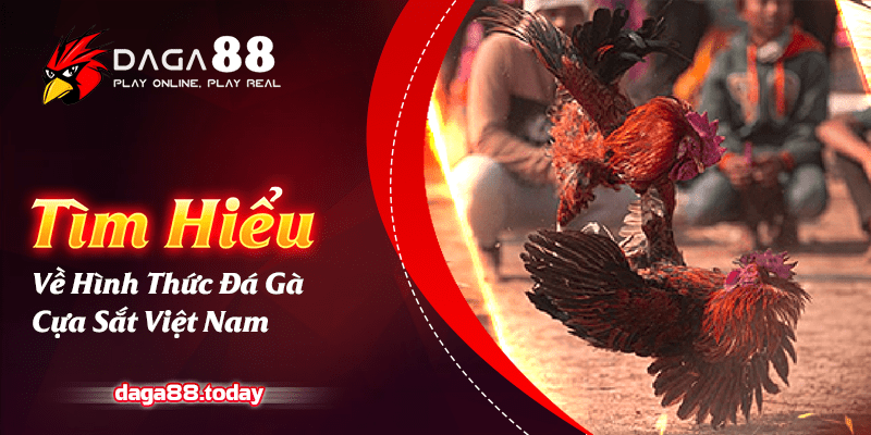 Tìm Hiểu Về Hình Thức Đá Gà Cựa Sắt Việt Nam 4 04/06/2026 Tìm Hiểu Về Hình Thức Đá Gà Cựa Sắt Việt Nam