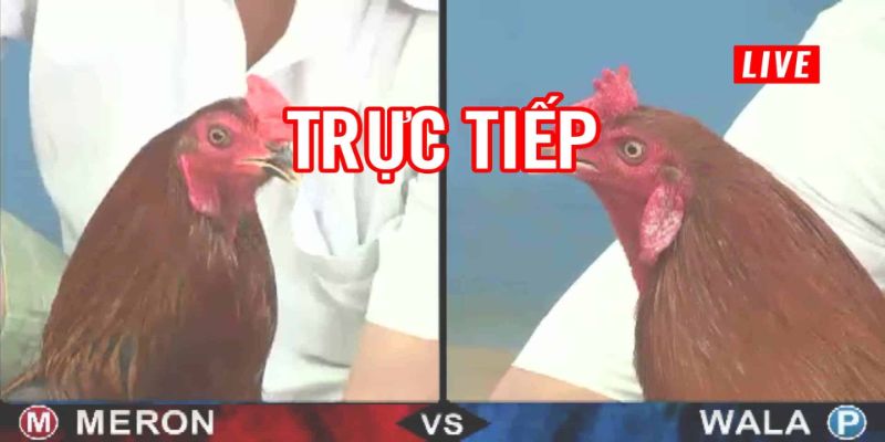 Gợi Ý Trang Đá Gà Trực Tiếp Xem Miễn Phí, Đảm Bảo Uy Tín 7 04/06/2026 Xem đá gà trực tiếp tại DAGA88