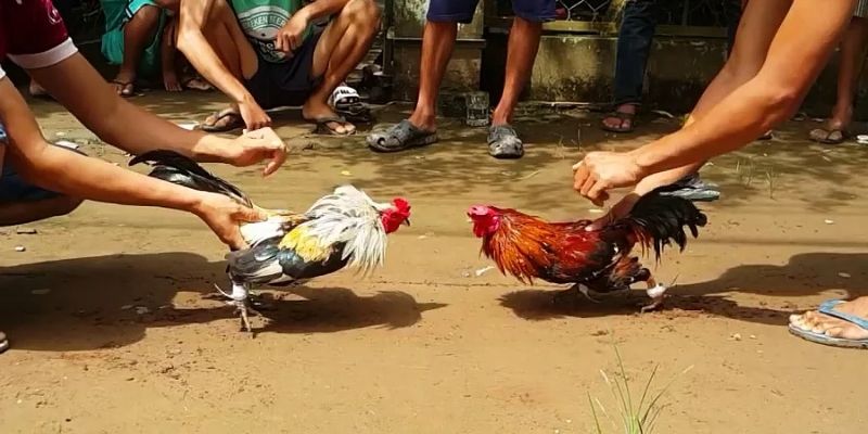 Xem đá gà cựa dao Daga88 Xem đá gà cựa dao Daga88