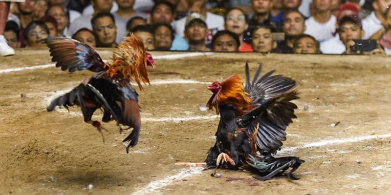 Cách chơi đá gà cựa dao Cách chơi đá gà cựa dao