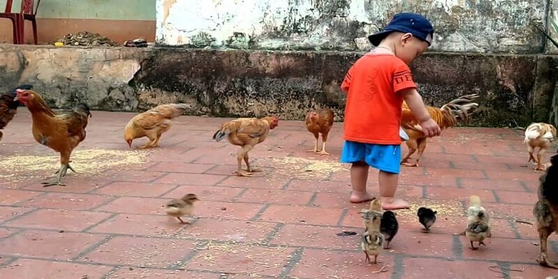 3+ Phương Pháp Nuôi Gà Cựa Sắt Mau Tới Pin - Lực Đá Cực Khủng 7 04/06/2026 phương pháp nuôi gà cựa sắt
