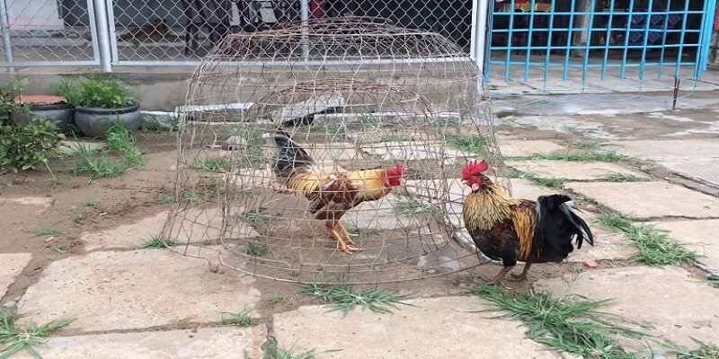 3+ Phương Pháp Nuôi Gà Cựa Sắt Mau Tới Pin - Lực Đá Cực Khủng 8 04/06/2026 phương pháp nuôi gà cựa sắt