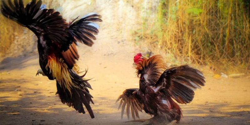 Đá gà cựa sắt 