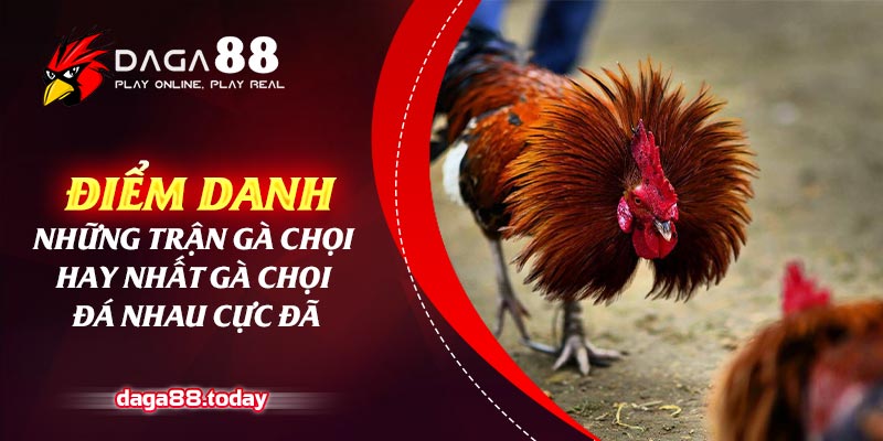 Điểm Danh Những Trận Gà Chọi Hay Nhất - Gà Chọi Đá Nhau Cực Đã