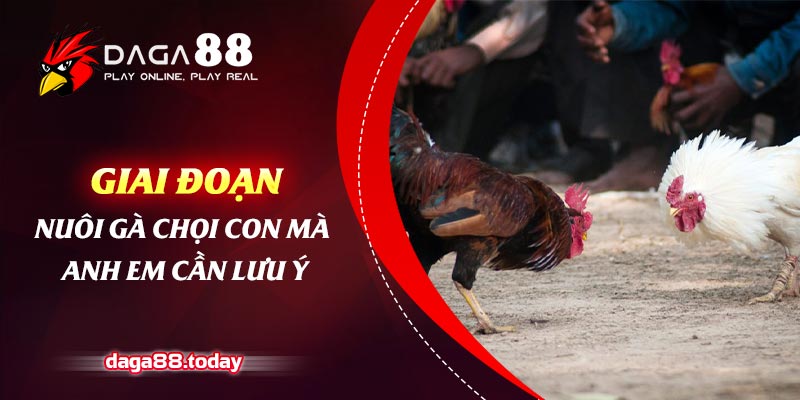 Giai Đoạn Nuôi Gà Chọi Con Mà Anh Em Cần Lưu Ý