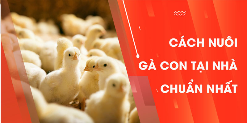 Cách Nuôi Gà Con Tại Nhà Chuẩn Nhất Năm 2022 Bạn Nên Biết