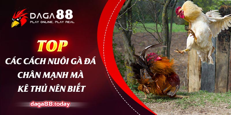 Top Các Cách Nuôi Gà Đá Chân Mạnh Mà Kê Thủ Nên Biết 4 04/06/2026 Top Các Cách Nuôi Gà Đá Chân Mạnh Mà Kê Thủ Nên Biết