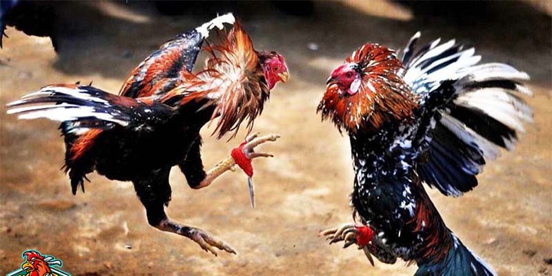 Chọn gà thiện chiến để thi đấu