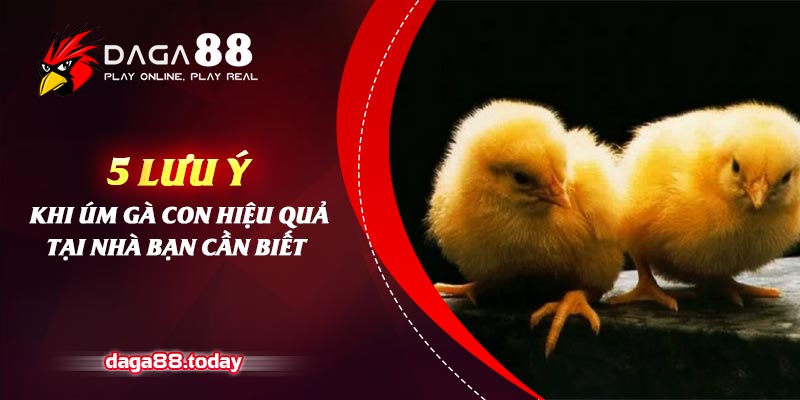 5 Lưu Ý Khi Úm Gà Con Hiệu Quả Tại Nhà Bạn Cần Biết