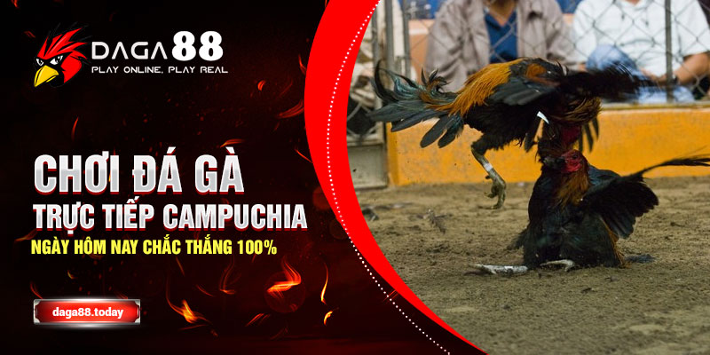Chơi Đá Gà Trực Tiếp Campuchia Ngày Hôm Nay Chắc Thắng 100% 24 04/06/2026 Chơi Đá Gà Trực Tiếp Campuchia Ngày Hôm Nay Chắc Thắng 100%
