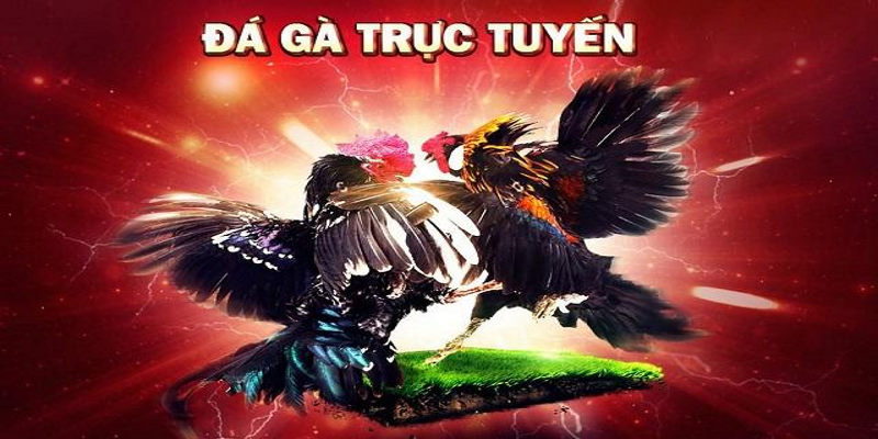 Một Số Mẹo Nằm Lòng Để Chơi Đá Gà Trực Tiếp Ở Campuchia Hiệu Quả 7 04/06/2026 Dga88 địa chỉ uy tín nhất về đá gà trực tuyến hàng đầu Việt Nam
