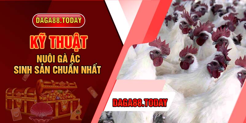 Kỹ Thuật Nuôi Gà Ác Sinh Sản Chuẩn Nhất