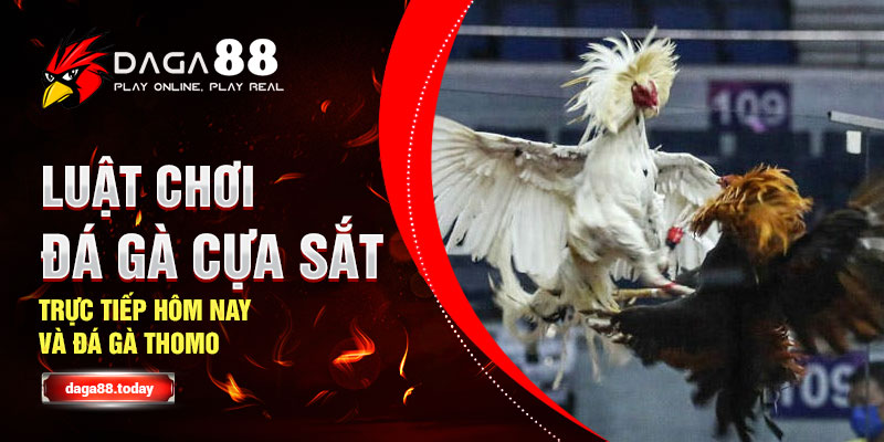 Luật Chơi Đá Gà Cựa Sắt Trực Tiếp Hôm Nay Và Đá Gà Thomo 4 04/06/2026 Luật Chơi Đá Gà Cựa Sắt Trực Tiếp Hôm Nay Và Đá Gà Thomo