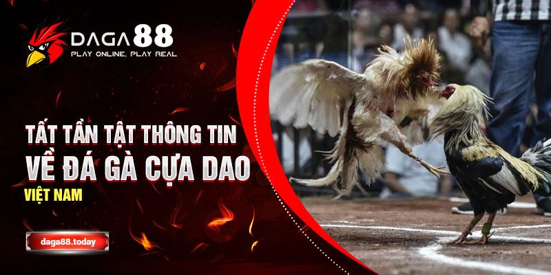 Tất Tần Tật Thông Tin Về Đá Gà Cựa Dao Việt Nam