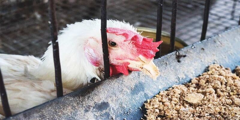 Top 3 Bệnh Phổ Biến Ở Gà Thả Vườn Và Cách Điều Trị Hiệu Quả 4 04/06/2026 Bệnh ngộ độc - Bệnh phổ biến ở gà thả vườn