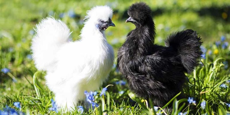 Những Bệnh Thường Gặp Ở Gà Ác Và Cách Điều Trị Hiệu Quả 6 04/06/2026 Mổ cắn nhau - Bệnh thường gặp ở gà ác
