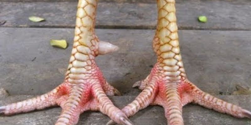 Cách chọn các loại vảy chân gà chọi cực chuẩn