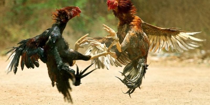 Cách chọn gà gọi bằng phương pháp xem tướng