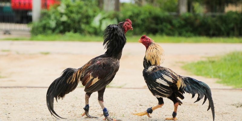 Tiêu chuẩn hình thể trong cách chọn gà đá cựa sắt
