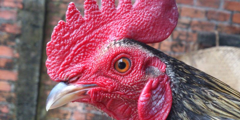 Cách chọn gà đá cựa sắt bằng xem tướng mắt 