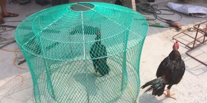 Top Các Cách Nuôi Gà Đá Chân Mạnh Mà Kê Thủ Nên Biết 6 04/06/2026 Cách nuôi gà đá chân mạnh thứ hai – Chạy lồng