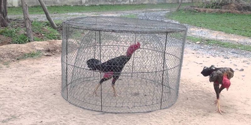Top Các Cách Nuôi Gà Đá Chân Mạnh Mà Kê Thủ Nên Biết 7 04/06/2026 Cách nuôi gà đá chân mạnh thứ ba – Tập đá