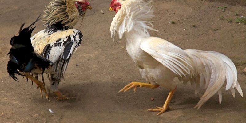 Top Các Cách Nuôi Gà Đá Chân Mạnh Mà Kê Thủ Nên Biết 5 04/06/2026 Cách nuôi gà đá chân mạnh, tăng lực cho đòn đánh
