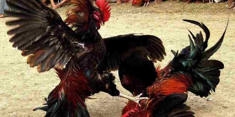 Những Điều Nên Biết Về Đá Gà Cựa Dao Trực Tiếp Trên Mạng 7 04/06/2026 Theo dõi lịch sử đá gà để nâng cao cơ hội chiến thắng