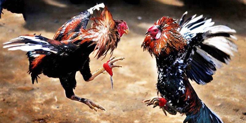 Tìm hiểu hình thức đá gà cựa dao là gì?