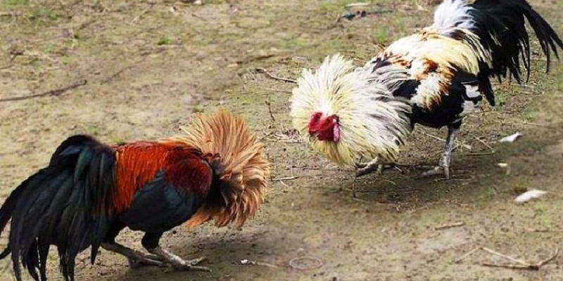 Daga88.today - Nơi xem đá gà cựa dao việt nam uy tín, chất lượng